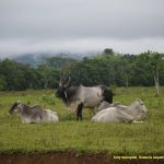 Ganaderia Caquetá